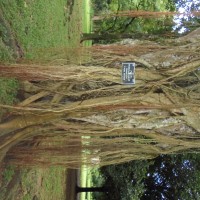 Ficus nymphaeifolia Mill.